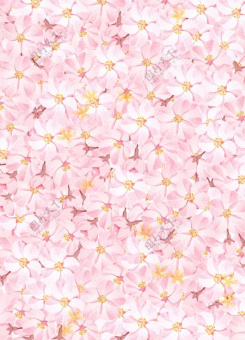 水彩樱花背景墙纸图片