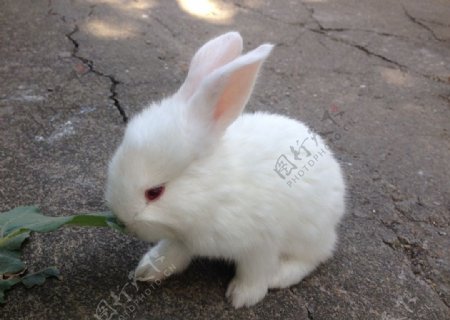 小白兔图片