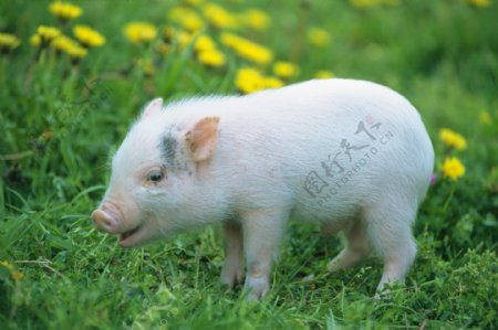 猪崽图片