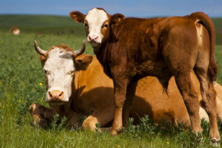 西蒙塔尔牛母子图片