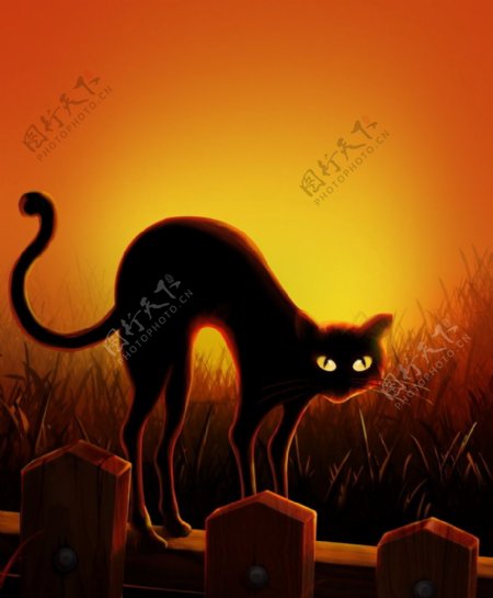 万圣节黑猫图片