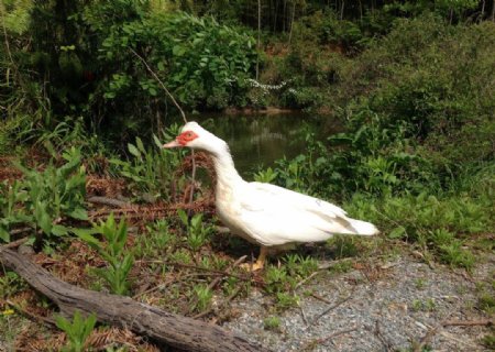 生态环境下的白鸭子图片