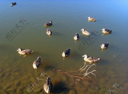 野鸭湖图片