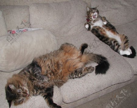 沙发上睡觉的猫图片