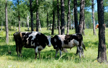 夏天树林的牛群图片