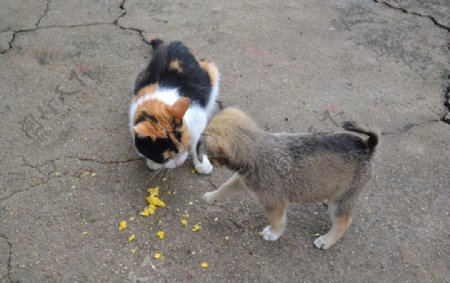 猫与狗用餐图片