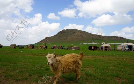 蒙古国草原上的羊图片