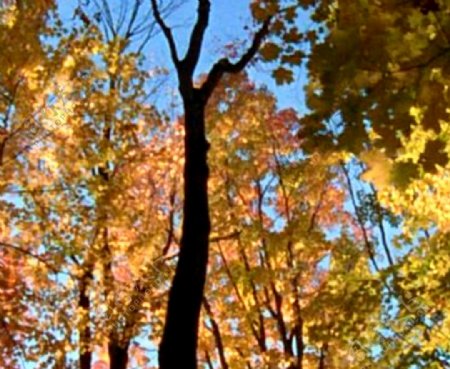 秋天树林视频