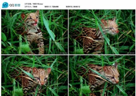 草丛中的小野猫视频实拍素材
