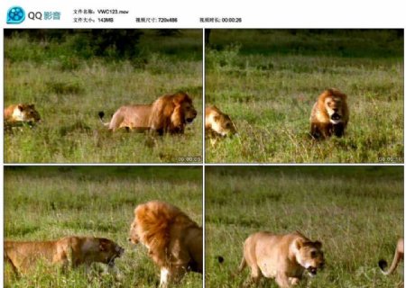 非洲草原狮子视频实拍素材