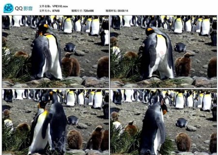 帝企鹅动物视频实拍素材
