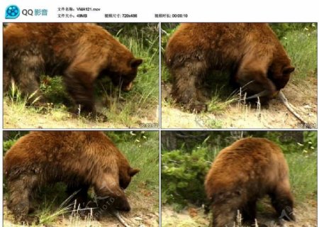 棕熊黑熊视频实拍素材