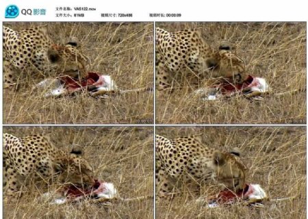 猎豹捕杀视频实拍素材