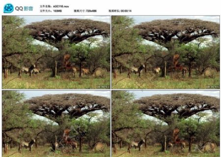非洲野生斑马视频实拍素材