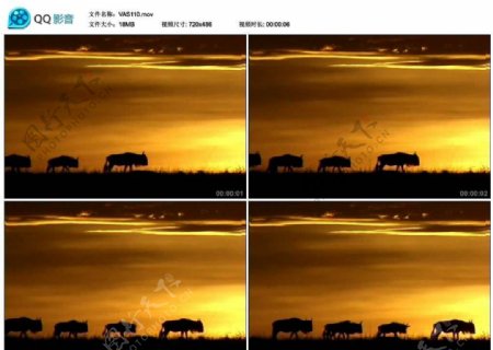 夕阳下的羚羊视频实拍素材