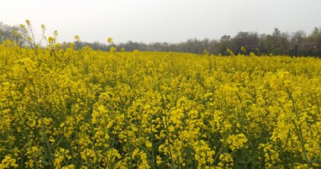 油菜海洋图片