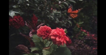 蝴蝶围着玫瑰飞舞