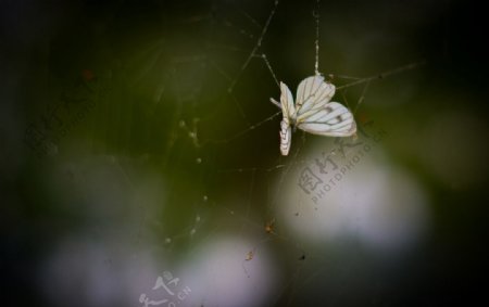 落网的蝴蝶图片