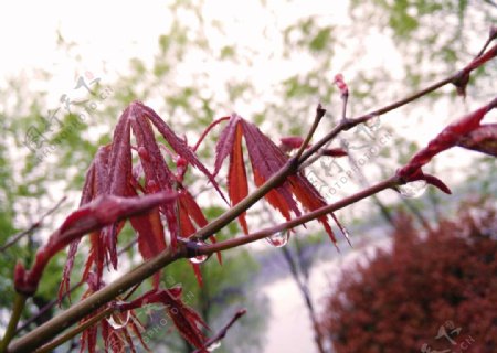 雨后红枫图片