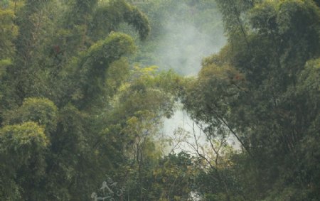 林中仙境图片