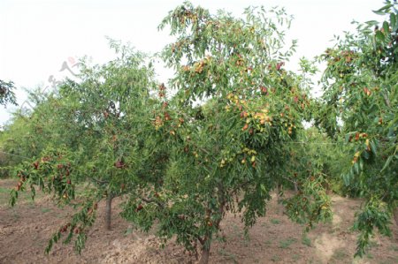果树水果图片