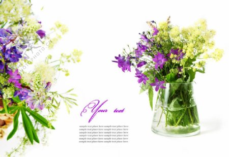 紫丁香花卡图片