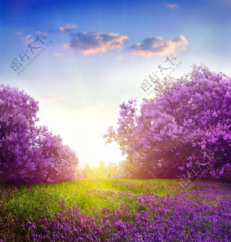 高清紫色花海阳光壁纸图片