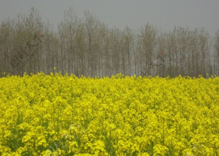 油菜花图片