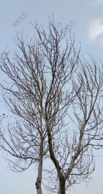 冬天天空下的树冠图片