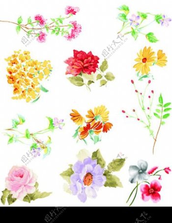 各类精美的花卉图案图片