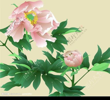花卉写实插画牡丹图片