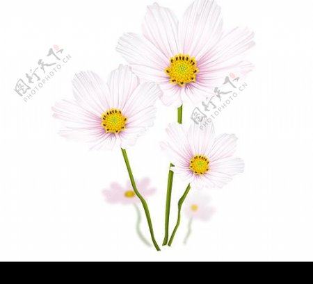 幽雅的白色花朵矢量素材图片