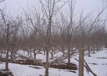 冬季日本苹果园图片