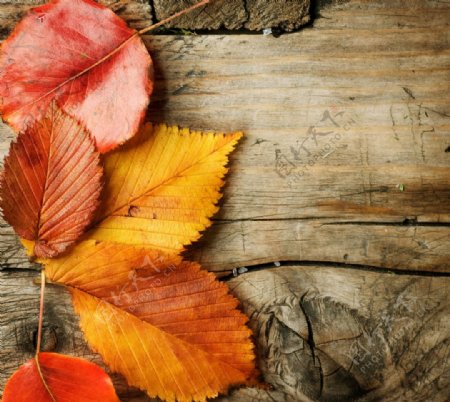 秋天树叶木头纹理素材图片
