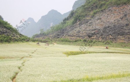 荞麦花海小黄花图片