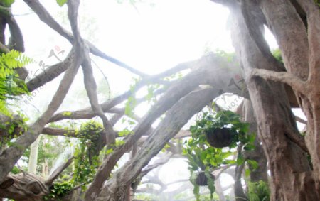 雾气中的亚热带雨林图片