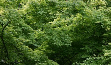 绿色枫树林风景图片