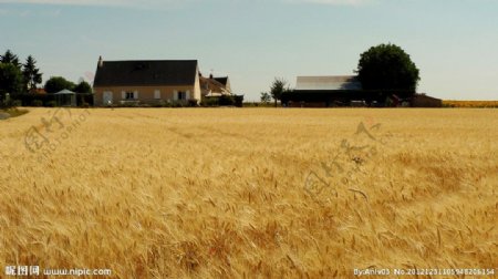 法国七月麦子熟了图片