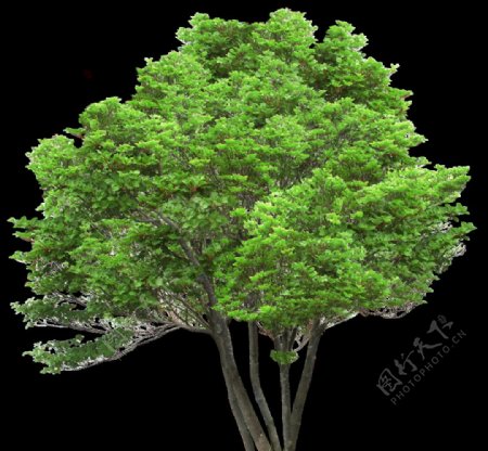 园林树木绿树透明png图片