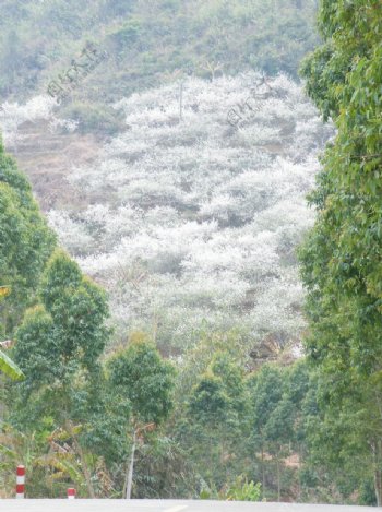 三华李花图片