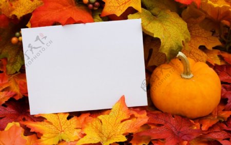 秋天枫叶背景空白纸南瓜图片
