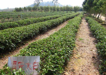 福建北峰茶叶种植示范福安大白茶图片