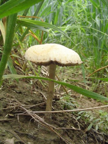 小小的蘑菇图片