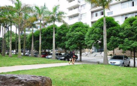 校园椰树图片