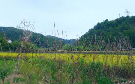 篱笆与稻田山水风光图片