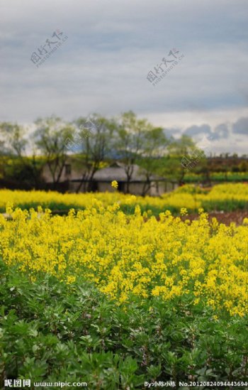 田园风光图片