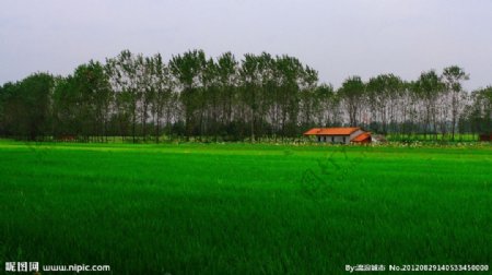 湖北农村小景图片