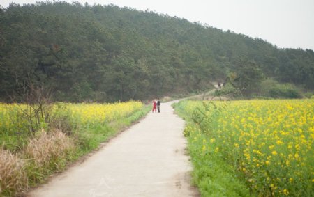 油菜花田图片