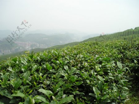 茶山图片