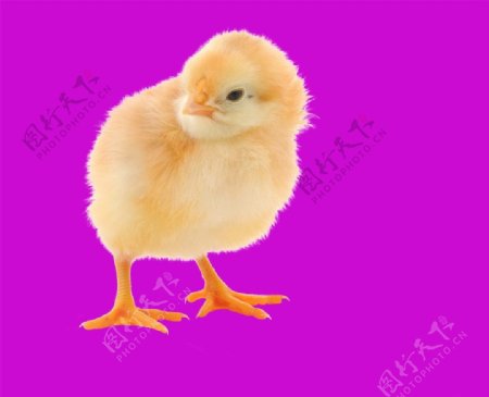 高清小鸡抠图图片
